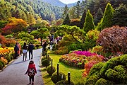 Цветение хризантем в дендрарии Ачхим-Коё // visitkorea.or.kr