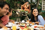 Завтрак в тропическом лесу сингапурского зоопарка // zoo.com.sg