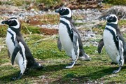 У пингвинов начинается брачный период. // Travel.ru