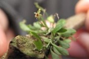 В Эквадоре растет самая маленькая в мире орхидея. // bubblews.com
