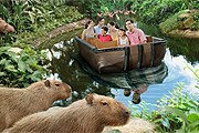 Новый аттракцион появился в парке River Safari. // riversafari.com.sg