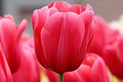 Тюльпан - национальный цветок Нидерландов. // houseoftulips.blogspot.com