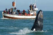 Туристам нравится любоваться китами. // whales-gentlegiants.is