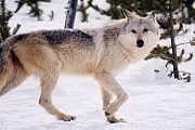 Туристы увидят йеллоустонских волков вблизи. // Yellowstone Association