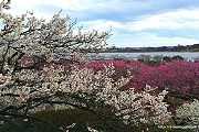 Цветение сливы не менее прекрасно, чем цветение сакуры. // gotokyo.org