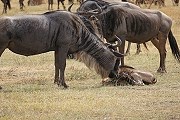В марте можно увидеть детенышей антилоп. // Anouk Zijlma