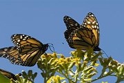 Миллионы бабочек прилетают весной в мексиканский заповедник. // elpais.com