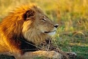 В дельте Окаванго водится множество львов. // Robert Harding World Imagery