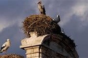 В Алькала-де-Энаресе обитают сотни аистов. // pixelbirds.co.uk