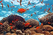 На Красном море все спокойно, утверждают власти Египта. // iStockphoto / desertdiver
