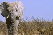 В ЮАР можно увидеть слонов и других животных Африки. // ecology.com