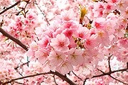 Цветение сакуры - незабываемое зрелище. // japandish.com