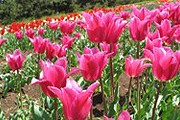 В Никитском ботаническом саду выводят новые сорта тюльпанов. // nbgnsc.com