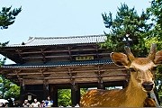 Японцы считают оленей священными животными. // theroadforks.com