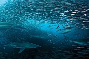 Миграция сардин - отличный шанс увидеть акул и дельфинов. // scubadiving.com
