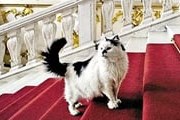 Посетителей Эрмитажа познакомят с котами. // myfest.ru