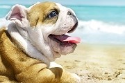 Для собак на пляже созданы все условия. // Shutterstock