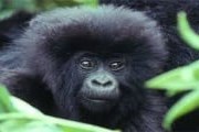 Рождение маленьких горилл - настоящее событие в Руанде. // rwandatourism.com