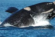 В августе сюда приплывут киты. // lr21.com 