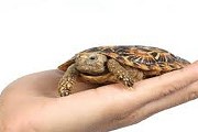 В зоопарке поселится плоскопанцирная черепаха. // petinforce.com