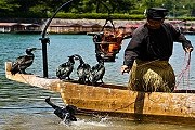Традиция рыбалки "укай" наследуется от отца к сыну. // iheartjapan.ca