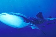 Китовые акулы - крупные и безобидные рыбы. // floranimal.ru
