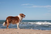 Лишь два пляжа готовы принять собак.  // S Curtis, Shutterstock.com