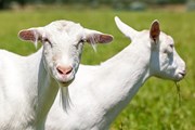 Туристов научат доить козу.  // Marcel Derweduwen, Shutterstock.com