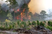 Высока опасность возникновения пожаров в лесах Московской области.