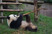 Туристы посетят заповедник панд.  // Jason KS Leung, Shutterstock.com