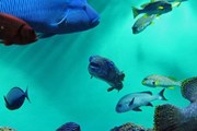 В токийском аквариуме содержатся редкие рыбы