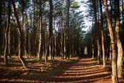 11 гектаров леса сгорело.  // Kalinina Alisa, Shutterstock.com