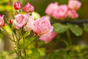 Розы будут цвести до осени.  // KonstantinChristian, Shutterstock.com