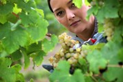 Чехия приглашает на винные праздники.  // auremar, Shutterstock.com