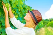 Туристы посетят виноградники.  // Anna Omelchenko, Shutterstock.com
