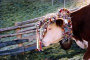 Для праздника коров украшают лентами и цветами. // steiermark.com