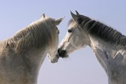 "Праздник лошадей" намечен на 7 сентября.  // acceptphoto, Shutterstock.com