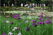 Ирисы в садах Хэйан // green-kyoto.com