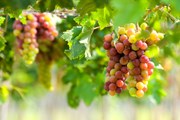 Праздник приурочен к сезону сбора винограда.  // danhvc, Shutterstock.com