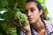 Туристы посетят винодельческие хозяйства.  // sematadesign, Shutterstock.com