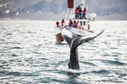 Кроме того, туристы смогут понаблюдать за китами.  // Denis Kichatof, Shutterstock.com