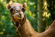 В крепости есть своя верблюжья ферма. // evantravels, Shutterstock.com