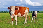 Молоко поступает непосредственно с ферм.  // smereka, Shutterstock.com