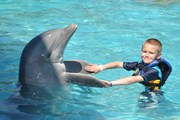 Современный дельфинарий предлагает множество развлечений.