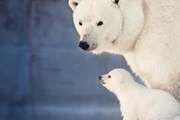 Обитатели зоопарка пригласят в зимние приключения.  // Shvaygert Ekaterina, Shutterstock.com
