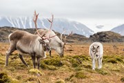 Весной олени появляются на свет.  // Incredible Arctic, Shutterstock.com