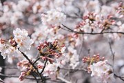 Начало цветения сакуры // japan-guide.com