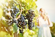 Туристов познакомят с виноделием юга России.  // Capricorn Studio, Shutterstock.com