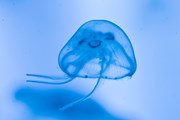 Встреча с медузой может испортить отдых.  // Fotowan, Shutterstock.com