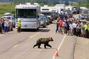 Черные медведи развивают большую скорость. // yellowstonegate.com